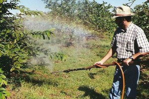 Idec quer banir agrotóxico com componentes do ‘agente laranja’