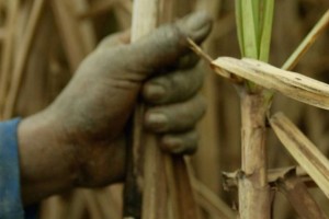 Uniao e obrigada a divulgar Lista Suja do trabalho escravo