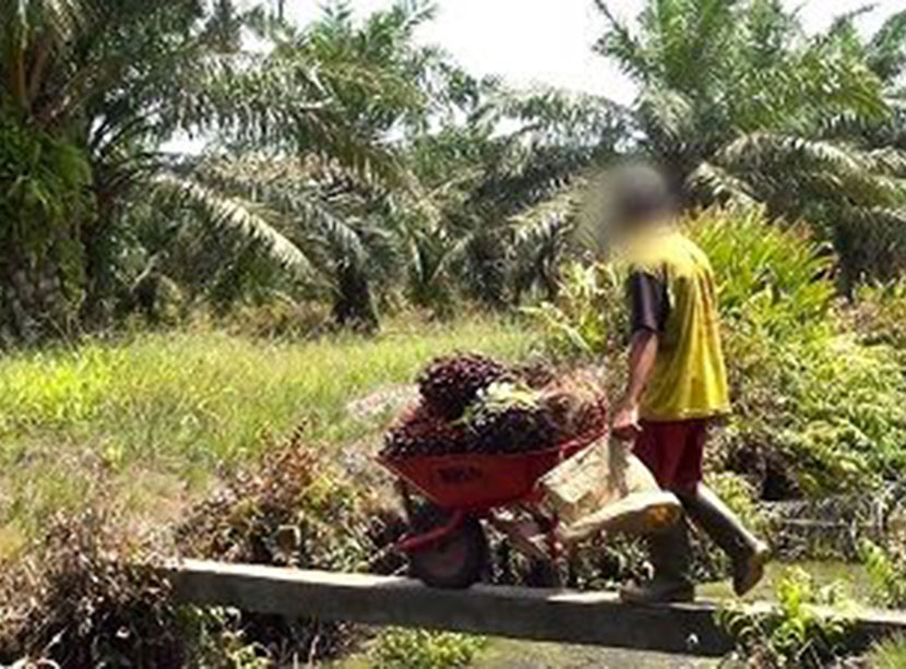 Cerca de 15 mil crianças trabalham em atividades agropecuárias em SC