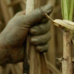 União é obrigada a divulgar Lista Suja do trabalho escravo