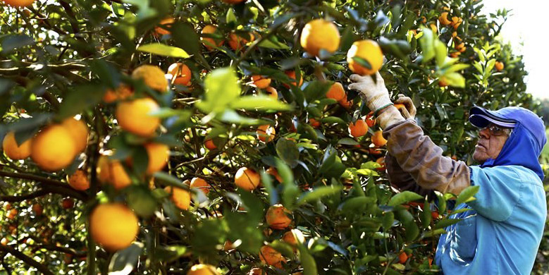 Grandes supermercados dos EUA e Europa agravam pobreza de trabalhadores rurais