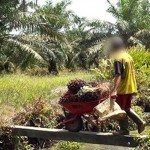 Cerca de 15 mil crianças trabalham em atividades agropecuárias em SC